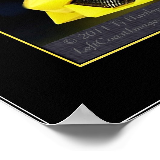 LAMBO-POSTER POSTER (Hoek)