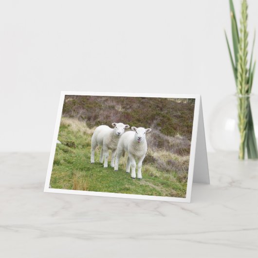 Lambs Birthday-kaart Kaart (Voorkant)
