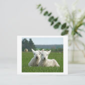 Lambs Briefkaart (Staand voorkant)