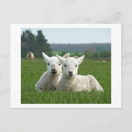 Lambs Briefkaart (Voorkant)