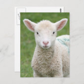 Lambs Briefkaart (Voorkant / Achterkant)