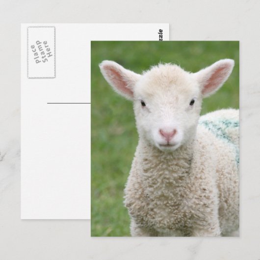 Lambs Briefkaart (Voorkant / Achterkant)