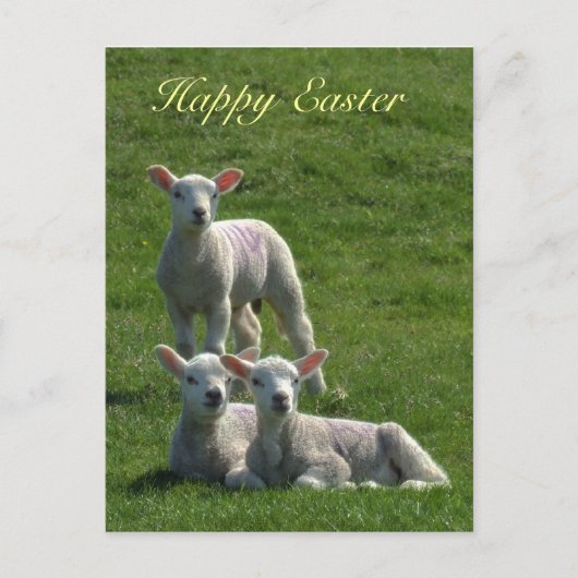 Lambs Easter Briefkaart (Voorkant)