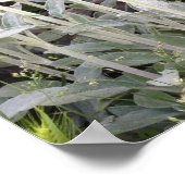 Lambs Plant Poster (Hoek)