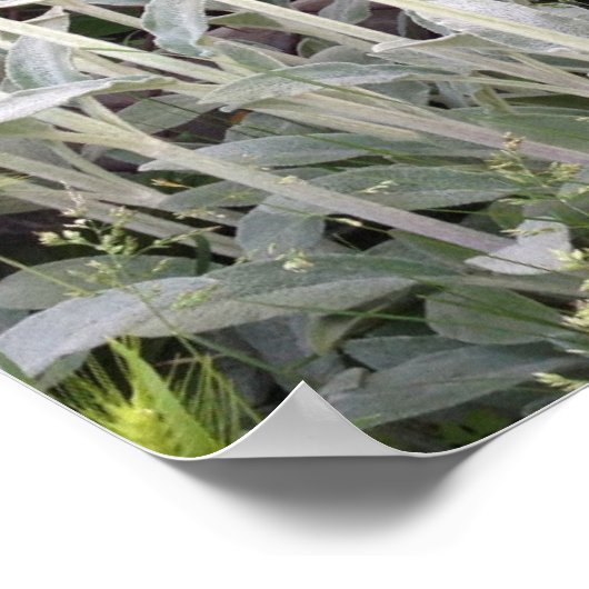 Lambs Plant Poster (Hoek)