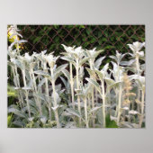 Lambs Plant Poster (Voorkant)