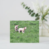 Lambs Sheep Briefkaart (Staand voorkant)