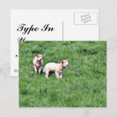 Lambs Sheep Briefkaart (Voorkant / Achterkant)