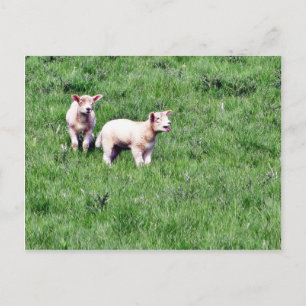 Lambs Sheep Briefkaart
