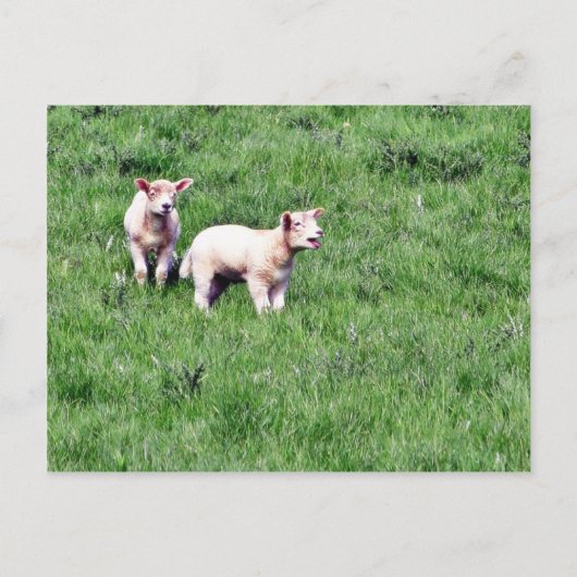 Lambs Sheep Briefkaart (Voorkant)