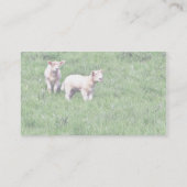 Lambs Sheep Visitekaartje (Achterkant)