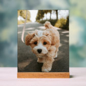 Lamina con foto de perro bonito tierno acryl bord (Neutraal)