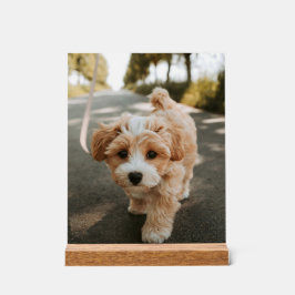 Lamina con foto de perro bonito tierno acryl bord