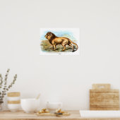  laminaat van leeuwen poster (Keuken)