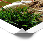 lamingos en kuikens poster (Hoek)