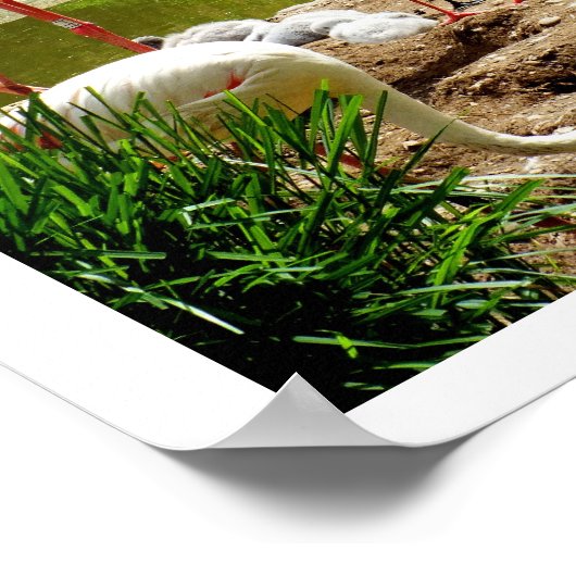 lamingos en kuikens poster (Hoek)