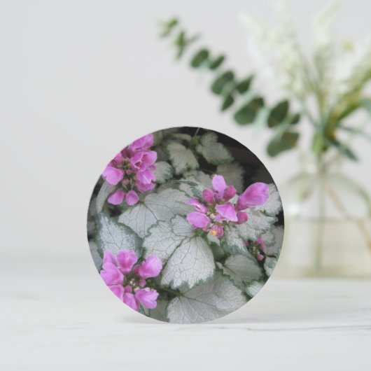 Lamiummaculatumventilator Kaart (Staand voorkant)