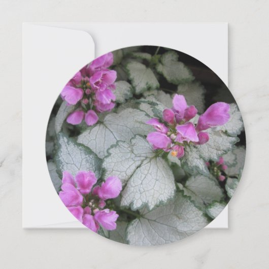 Lamiummaculatumventilator Kaart (Voorkant)