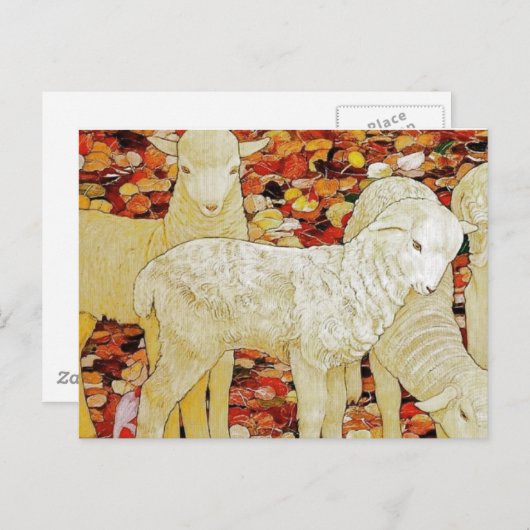 lammeren briefkaart (Voorkant / Achterkant)