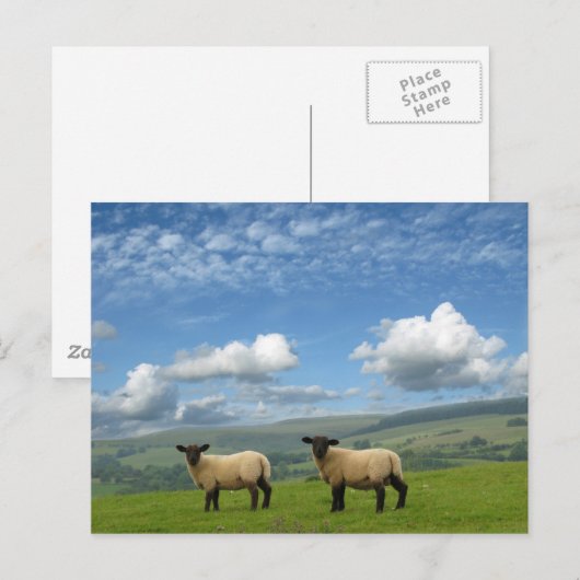 lammeren briefkaart (Voorkant / Achterkant)