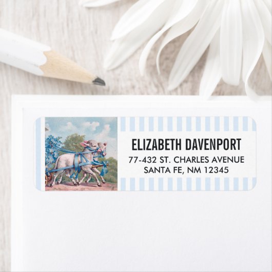  lammeren geperst in Fancy blauwe linten Etiket (Insitu)