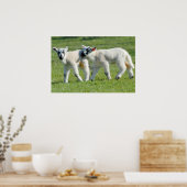 lammeren poster (Keuken)