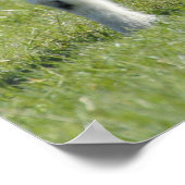 lammeren poster (Hoek)