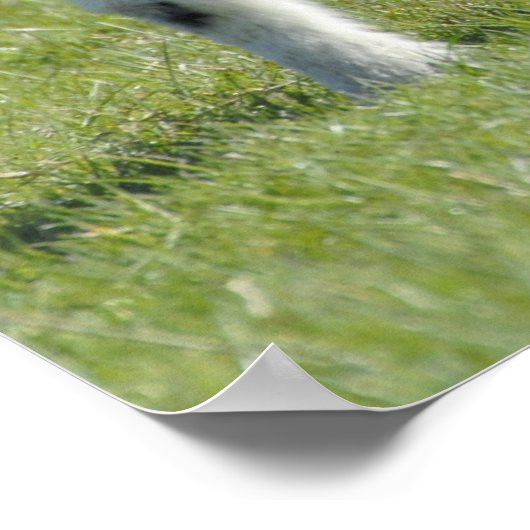 lammeren poster (Hoek)