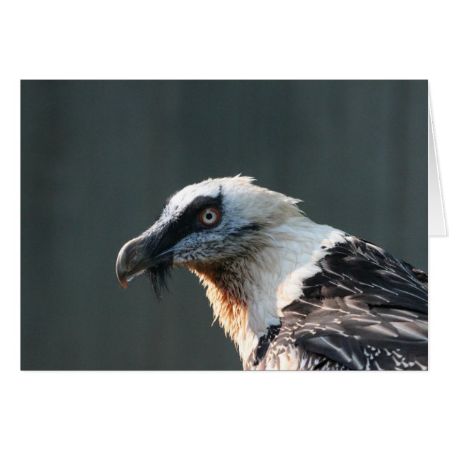 Lammergeier (Voorkant Horizontaal)