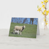 Lammetje zoogt kaart (Gele Bloem)