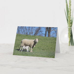 Lammetje zoogt kaart