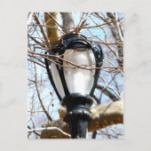 Lamp Post New York Central Park Briefkaart (Voorkant)