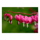 Lamprocapnos spectabilis (Voorkant Horizontaal)