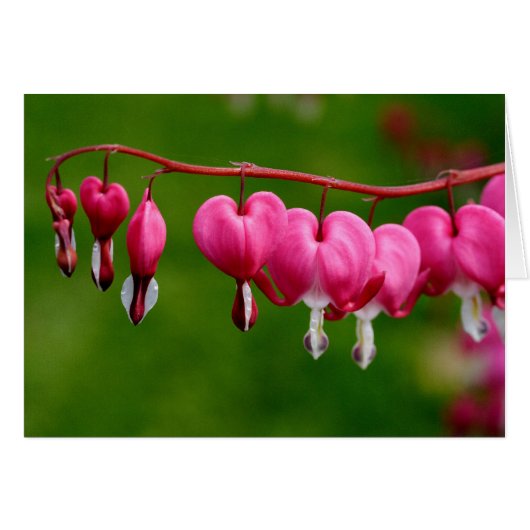 Lamprocapnos spectabilis (Voorkant Horizontaal)
