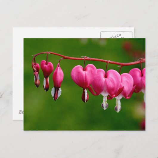 Lamprocapnos spectabilis briefkaart (Voorkant / Achterkant)