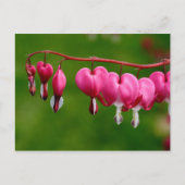 Lamprocapnos spectabilis briefkaart (Voorkant)