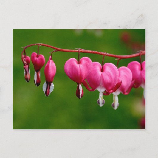 Lamprocapnos spectabilis briefkaart (Voorkant)