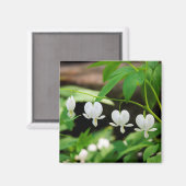 Lamprocapnos spectabilis magneet (Voorkant / Achterkant)