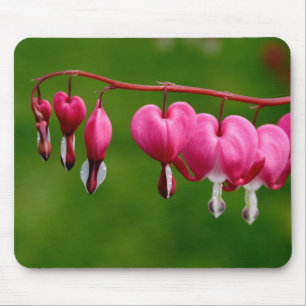 Lamprocapnos spectabilis muismat