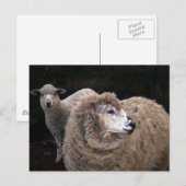 Lams en schapen briefkaart (Voorkant / Achterkant)