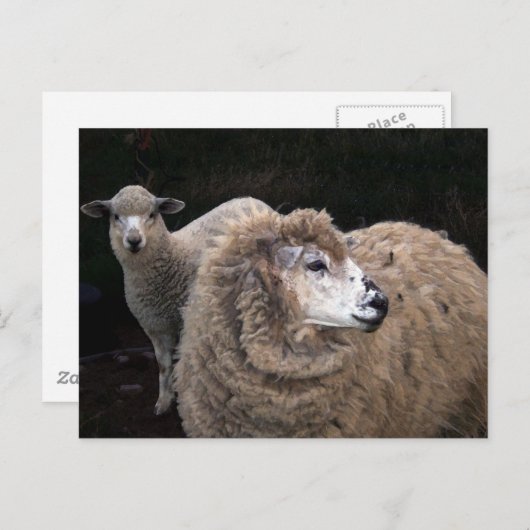 Lams en schapen briefkaart (Voorkant / Achterkant)