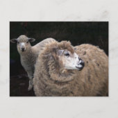 Lams en schapen briefkaart (Voorkant)