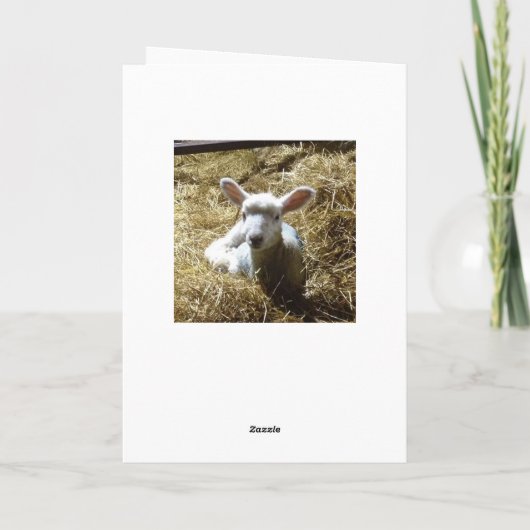 Lamsschaap Verjaardag Kaart Personaliseer Verjaard (Achterkant)