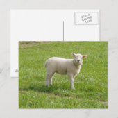 Lamsvlees Briefkaart (Voorkant / Achterkant)