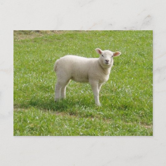 Lamsvlees Briefkaart (Voorkant)