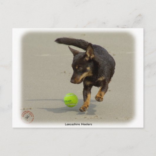 Lancashire Heeler 9R056D-248 Briefkaart (Voorkant)