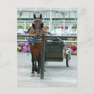 Lancaster Horse Briefkaart