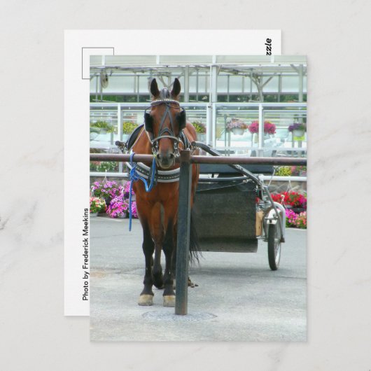 Lancaster Horse Briefkaart (Voorkant / Achterkant)