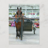 Lancaster Horse Briefkaart (Voorkant)