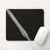 Lance point, Yayoi Period, 200 BC-AD 100 Muismat (Met muis)